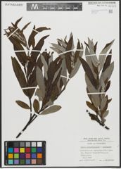 Foto von Salix appendiculata Vill. x Salix eleagnos Scop.